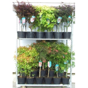 Acer mix P23 5/8 species