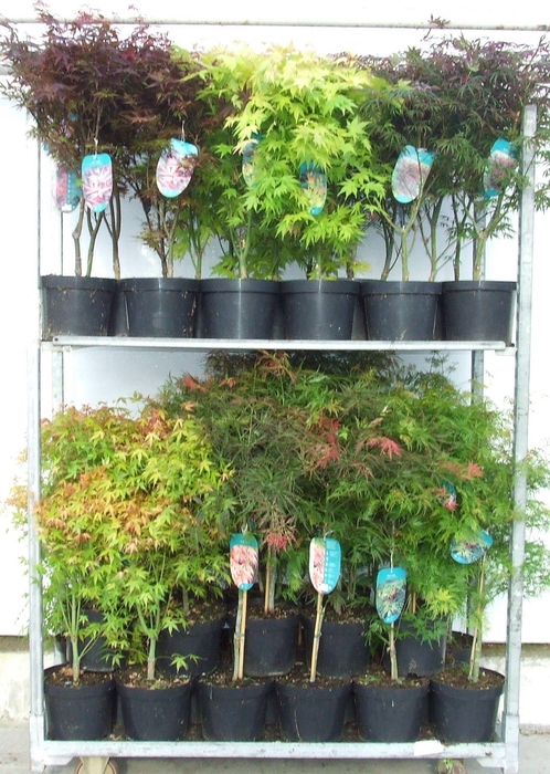 <h4>Acer mix P23 5/8 species</h4>