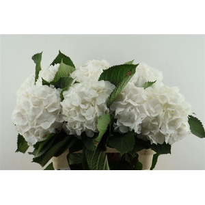 Hydr M White Verena 80-20