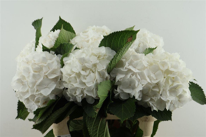 <h4>Hydr M White Verena 80-20</h4>