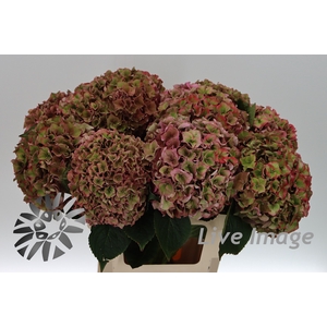Hydrangea rodeo classic