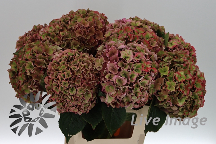 <h4>Hydrangea rodeo classic</h4>