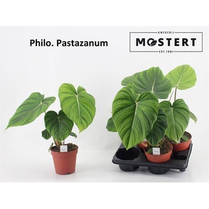 Philodendron Pastazanum 15Ø 40cm