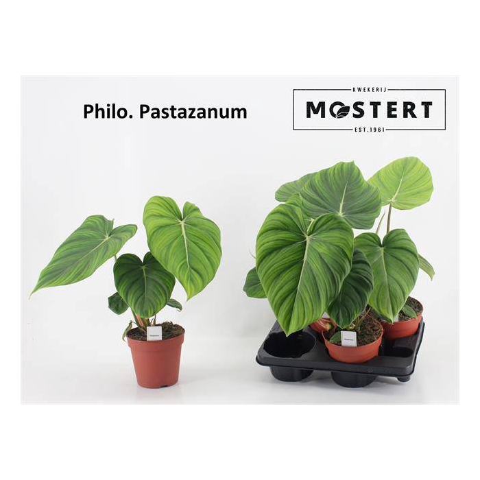 <h4>Philodendron Pastazanum 15Ø 40cm</h4>