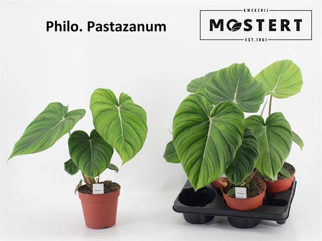 Philodendron Pastazanum 15Ø 40cm