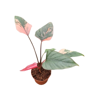 Homalomena Pink Diamond