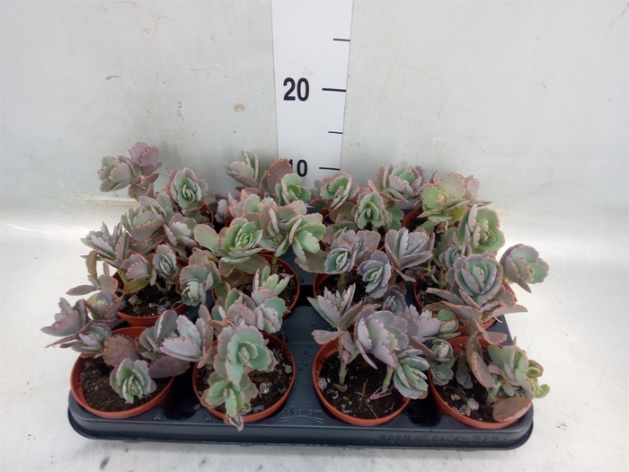 <h4>Kalanchoe NF   ...</h4>