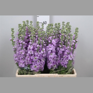 Matth Figaro Lavende