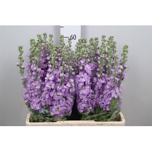 Matth Figaro Lavende