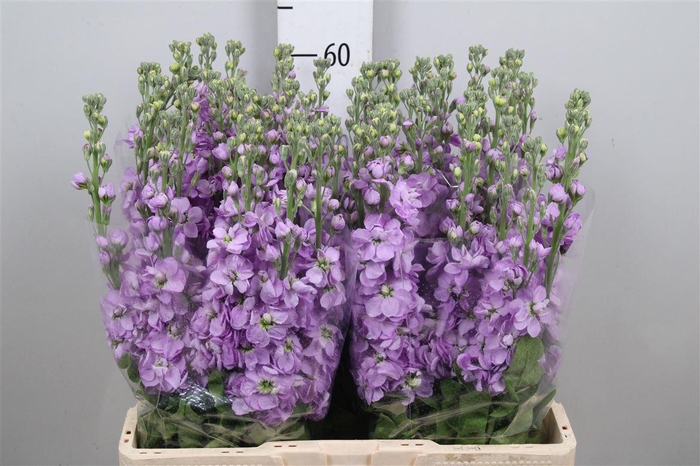 <h4>Matth Figaro Lavende</h4>