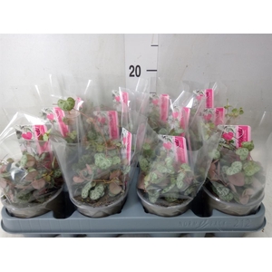 Ceropegia woodii ssp. woodii