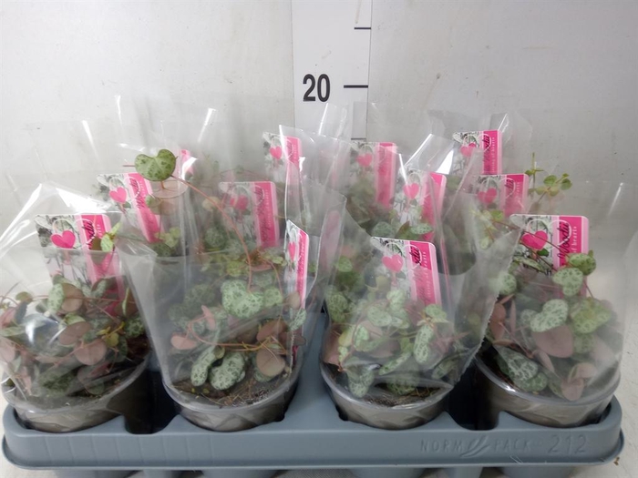 <h4>Ceropegia woodii ssp. woodii</h4>