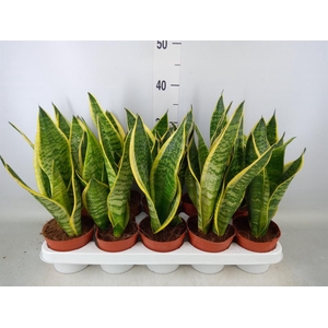 Sansevieria trifa. 'Futura Superba'