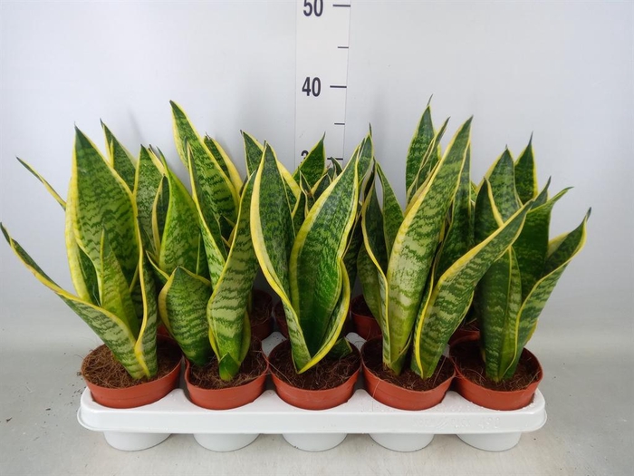 <h4>Sansevieria trifa. 'Futura Superba'</h4>