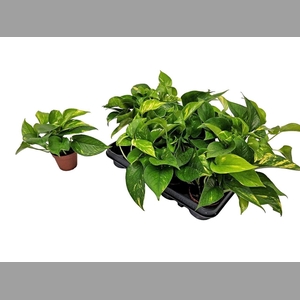 EPIPR AUREUM