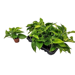 EPIPR AUREUM