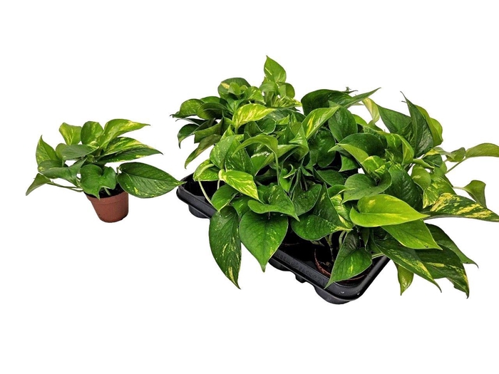 <h4>Epipremnum Pinnatum 'aureum'</h4>