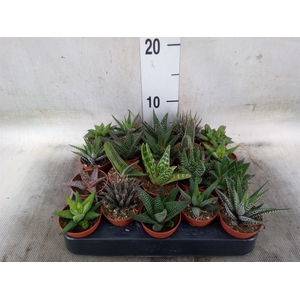Aloe   ...mix