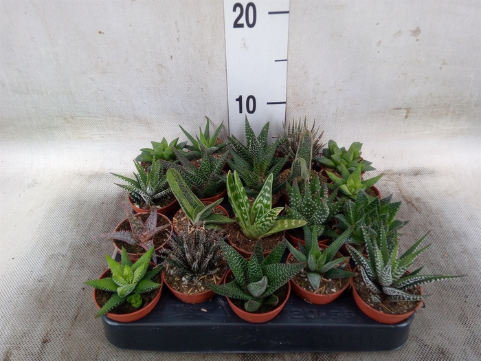 <h4>Aloe   ...mix</h4>