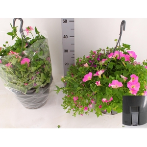 HANGING BASKETS