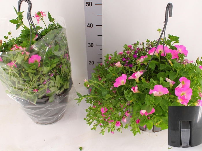 <h4>HANGING BASKETS</h4>