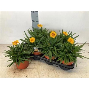 Core Grandiflora