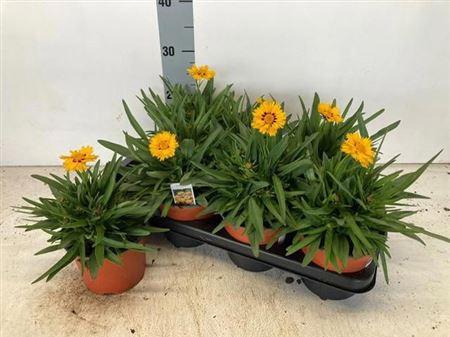 <h4>Core Grandiflora</h4>