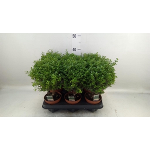Myrsine africana