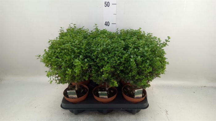 <h4>Myrsine africana</h4>