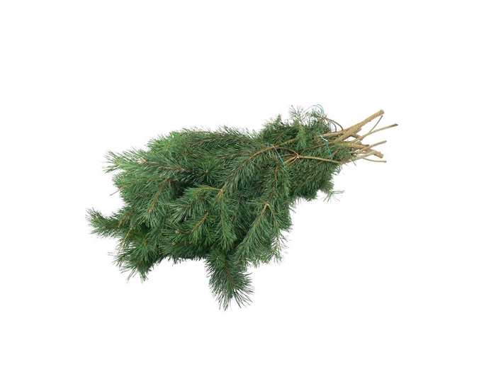 <h4>Kiefer Bergkiefer ( Mugo) 5kg</h4>