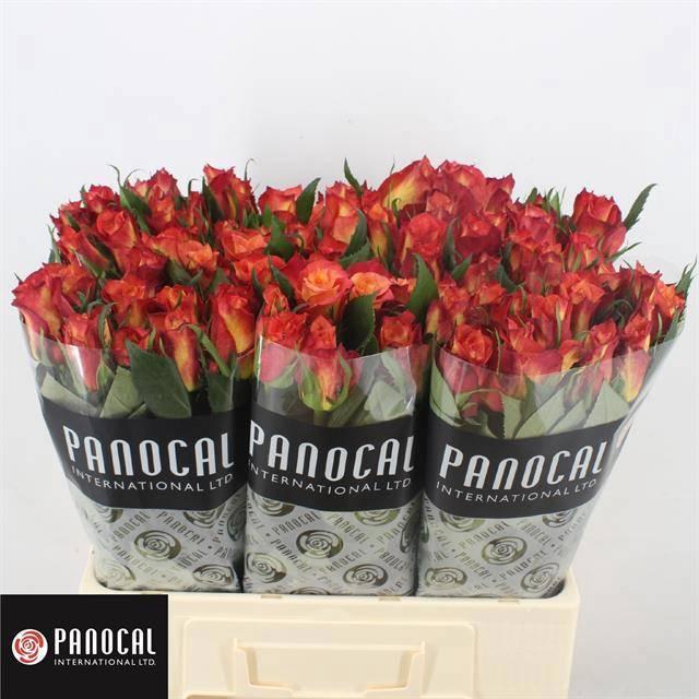 <h4>R GR LAMPION</h4>