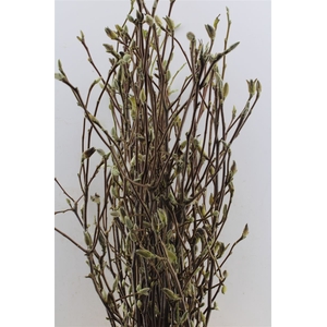 Magnolia Grandifl Bs