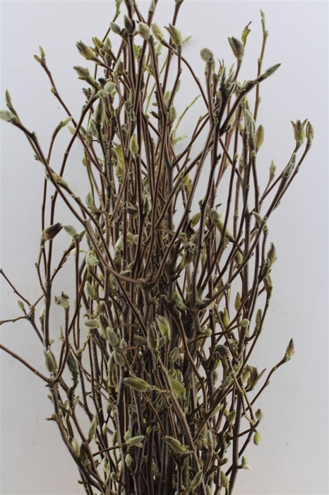 <h4>Magnolia Grandifl Bs</h4>