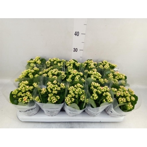 Kalanchoe  'RoseFlow Harlow'