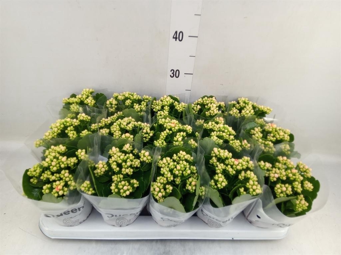 <h4>Kalanchoe  'RoseFlow Harlow'</h4>