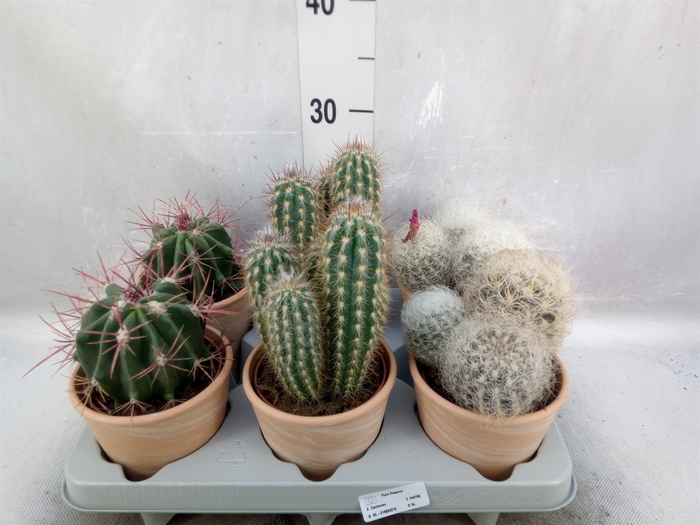 <h4>Cactus   ...mix</h4>