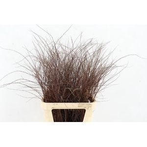 SPIREA ARGUTA PER STEM 100CM