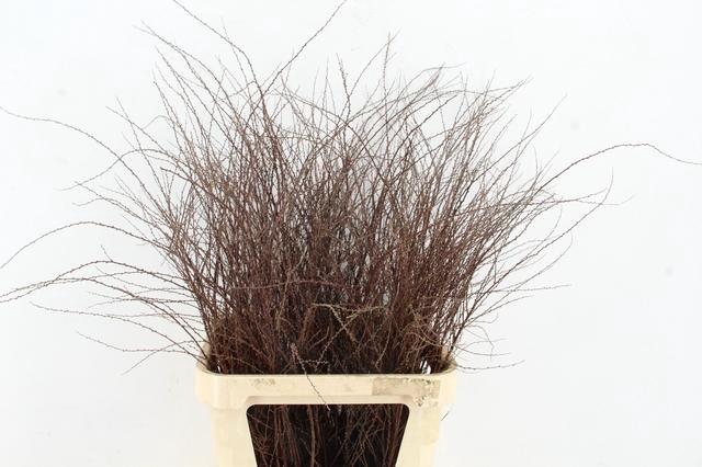 <h4>SPIREA ARGUTA PER STEM 100CM</h4>