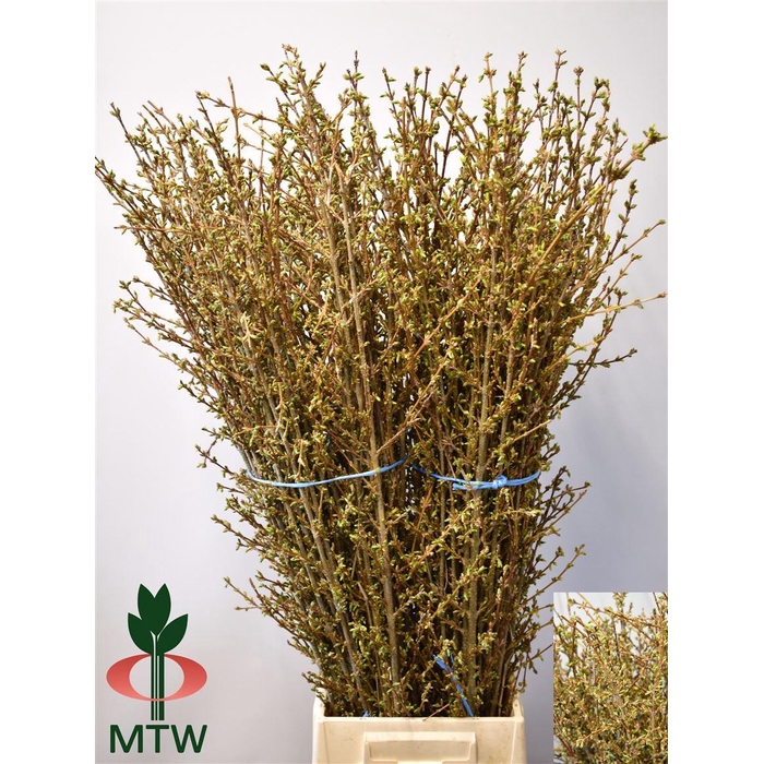 <h4>Forsythia Bos</h4>