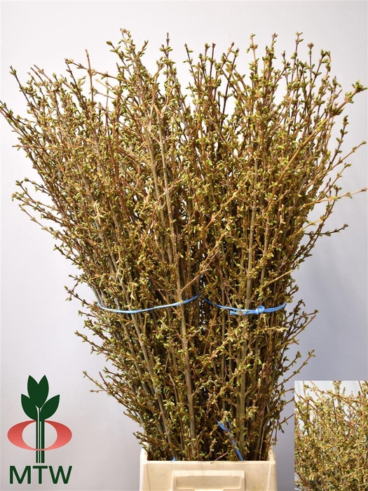 Forsythia Bos