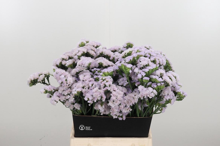 <h4>Lim S Tessa Lavender</h4>