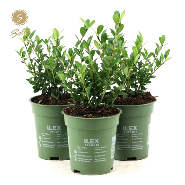 <h4>Ilex crenata 'Jenny'® P09</h4>