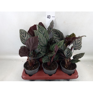 Calathea sanderiana