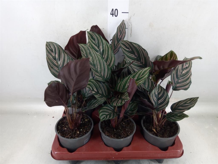 <h4>Calathea sanderiana</h4>