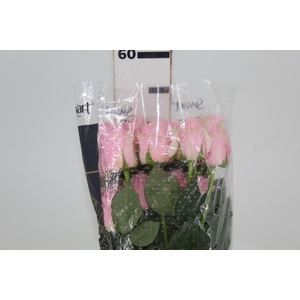 ROSA SWEET MEMORY 050 CM ESTUFA