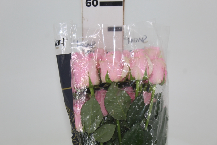 <h4>ROSA SWEET MEMORY 050 CM ESTUFA</h4>