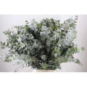 Euca Cinerea 300gr P Bunch