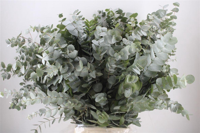 <h4>Euca Cinerea 300gr P Bunch</h4>