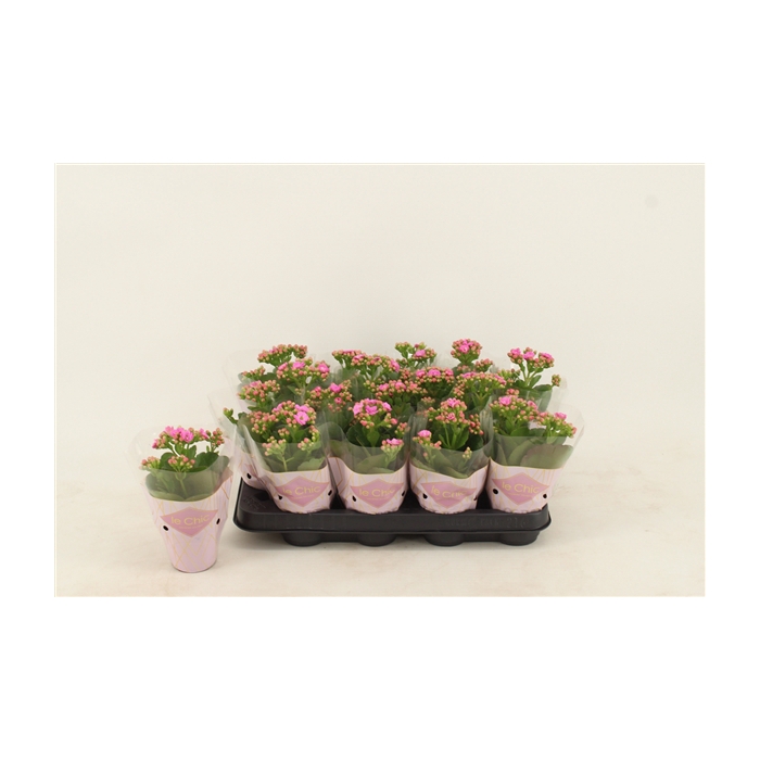 <h4>Kalanchoe Double, Le Chic Purple</h4>