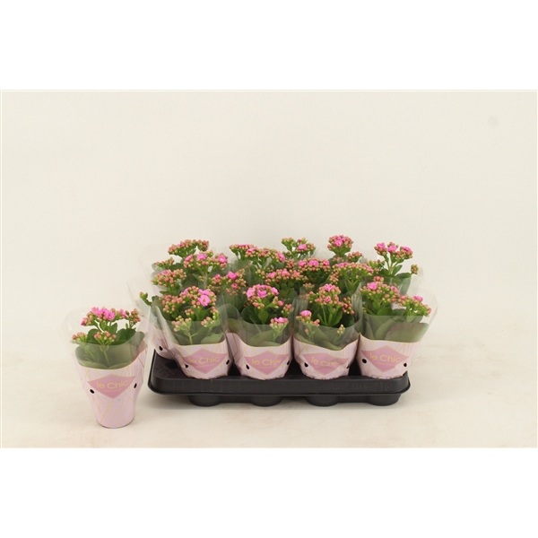 <h4>Kalanchoe Double, Le Chic Purple</h4>